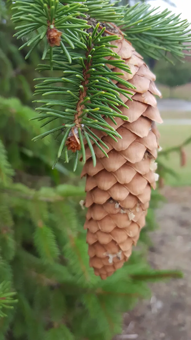 closeup of a pinecone