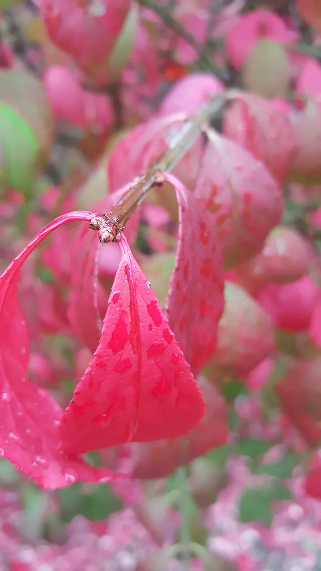 closeup of some red leaves on a bush