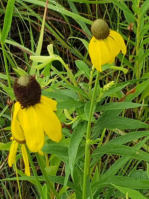 yellow flowers in a field